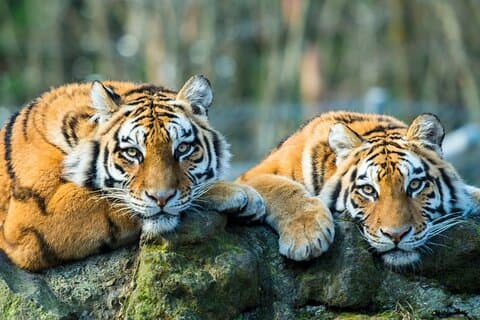 6 Tage Golden Triangle Tour mit Ranthambore Tiger Safari