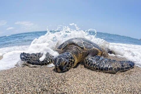 Oahu Island Tour, Dole plantage, Northshore, VIP, privat
