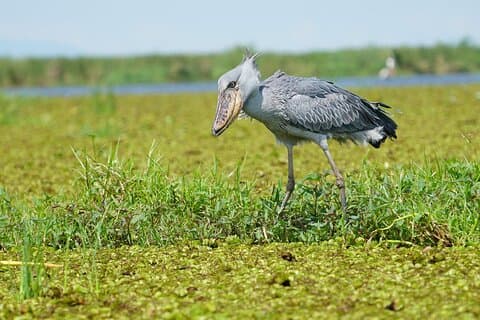 Restauranter i nærheten av 1/2 Mabamba Swamp Shoebill Tour