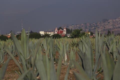 Mezcal Culture Cycling Tour in a Zapotec Village