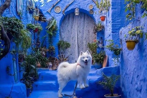 Tagesausflug von FES nach Chefchaouen – luxuriöse Privattour