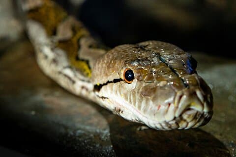 Experiencia en una casa de reptiles en el zoológico de Melbourne - excl. entrada