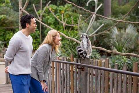 Lemur-ervaring in de dierentuin van Melbourne - excl. binnenkomst