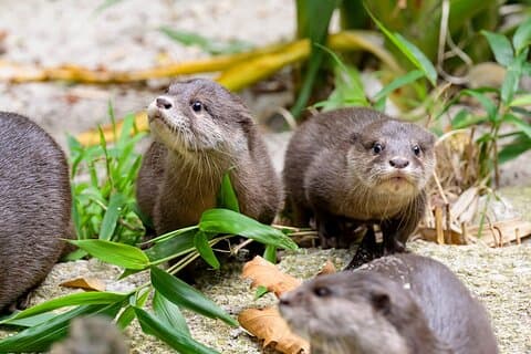 Otter Experience i Melbourne Zoo - ekskl. inngang
