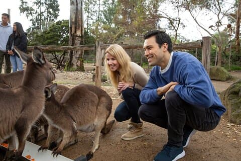 Kenguruopplevelse i Melbourne Zoo - ekskl. inngang
