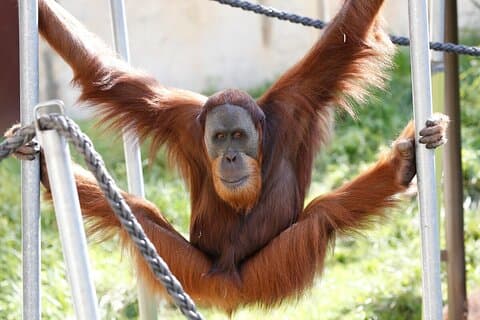 Orangutan Experience at Melbourne Zoo - excl. entry