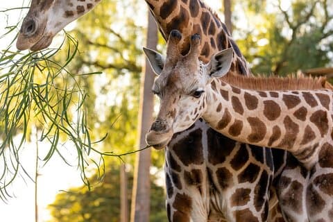 Giraffen-Erlebnis im Melbourne Zoo – exkl. Eintritt Eintrag