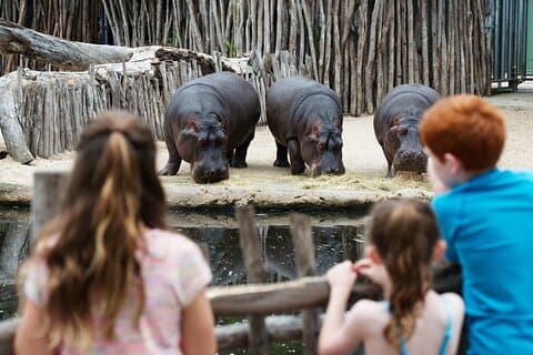 Nijlpaardervaring in Werribee Open Range Zoo - excl. binnenkomst