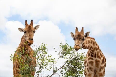 Giraffe Experience på Werribee Open Range Zoo - ekskl. inngang