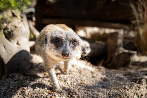 Erdmännchen-Erlebnis im Werribee Open Range Zoo – exkl. Eintritt Eintrag
