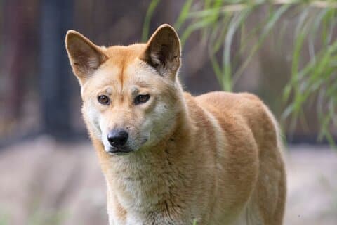 Experiência Dingo no Santuário de Healesville - excl. entrada