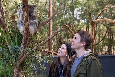 Koala Experience at Healesville Sanctuary - excl. entry