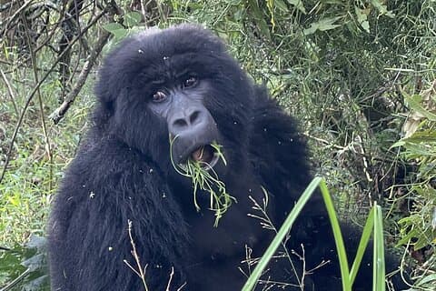 Expérience guidée de safari de randonnée dans les gorilles d'une journée au Rwanda