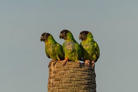 Birding and Nature Chaco Tour