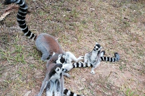 Private Tour Through the Wildlife of Madagascar and the Kingdom of Rova