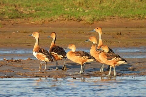 Paraguay River Nature and Wildlife Boat Tour fra Asunción
