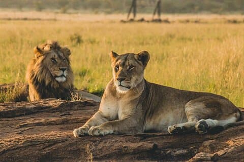 Safari privé de 1 jour au parc Mikumi N de Zanzibar par vol