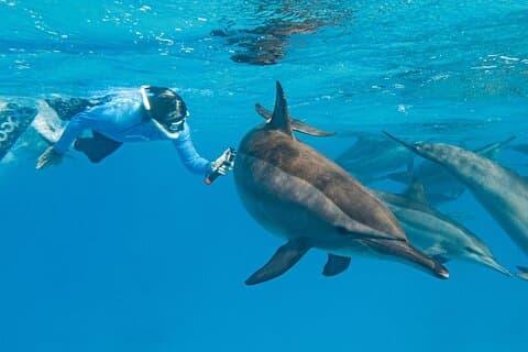 Dolphin House Samadai Reef Boot-snorkeltrip vanuit Marsa Alam