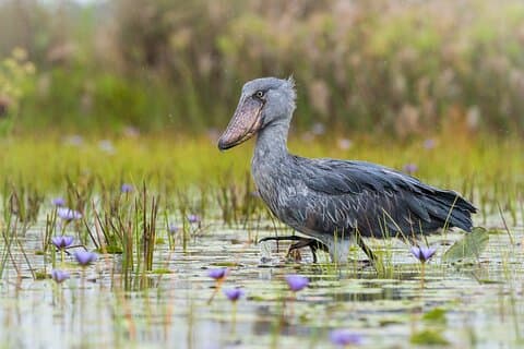 6 timers Shoebill Stock og Mabamba Birding Private Experience