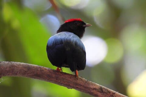 Birdwatching in a private nature reserve