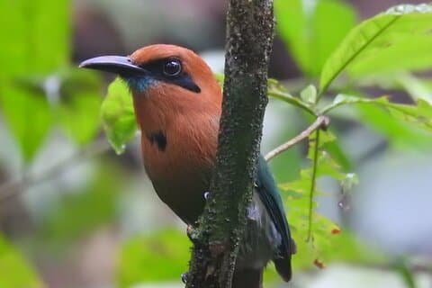 Full dag Private Birding og natur Sightseeing Tour, Pipe Line.