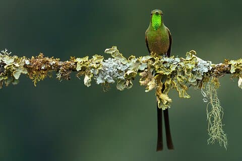 Hummingbirds of the Andes dagstur.