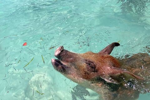 Eleuthera Island: nadar com porcos, tartarugas e estingras