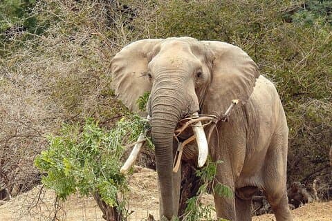 Gita giornaliera privata al safari Hwange NP da Vic Falls