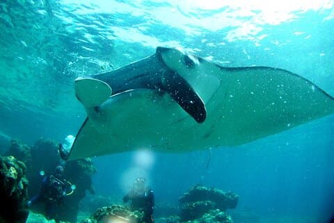 Okinawa: From Naha: 1 day Kerama Islands diving license required