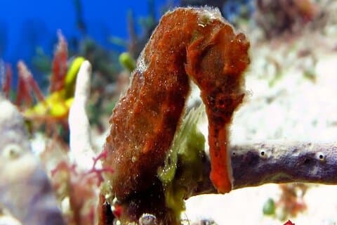 Expérience de plongée certifiée à Cozumel