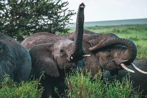 Vuelo de 2 días desde Zanzíbar al safari de rango medio del Parque Nacional Tarangire