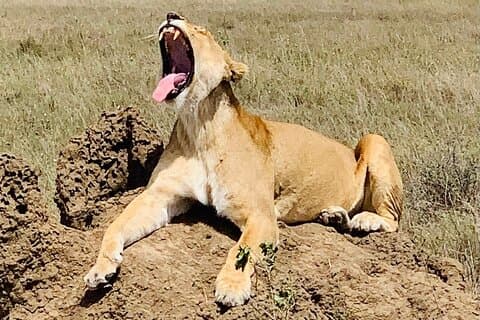 5-dagars Tanzania Safaris (bor bland lejon i mellanklassen)
