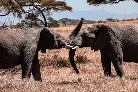 Safaris encantadores de 6 dias na Tanzânia - Safari de médio alcance