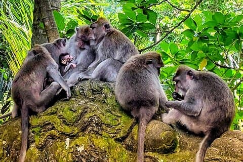 Tour di Ubud - Il meglio di Ubud - Tour privato