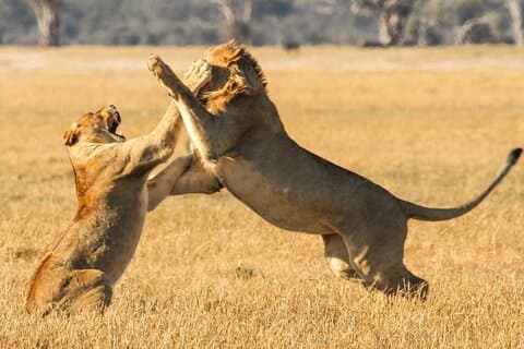 Kleine groep Big 5 Private Game Reserve met wijnproeverij