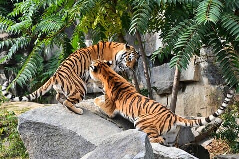 7 Day Golden Triangle Tour with Wildlife-Taj Mahal Birds & Tigers