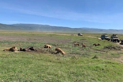 5 dager klassisk Tanzania campingsafari