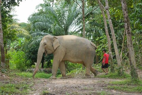 Khao Lak Elephant Sanctuary, Takua Pa Altstadt & Essen Tour