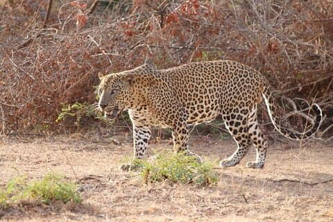 DOUBLE SAFARI -Udawalawe & Yala Safari Private Day Tour