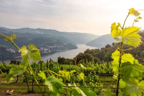 Douro privat tur med transport