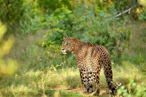 Dagstur fra Colombo til Yala National Park Safari