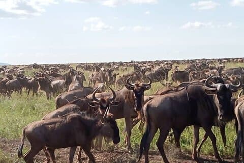5 日間のクラシックなタランギーレ、セレンゲティ、ンゴロンゴロ クレーター ツアー