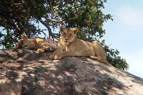 2 dias de conforto Tarangire National e excursão à cratera de Ngorongoro