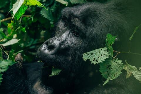 2 días de senderismo con gorilas en Uganda desde Kigali