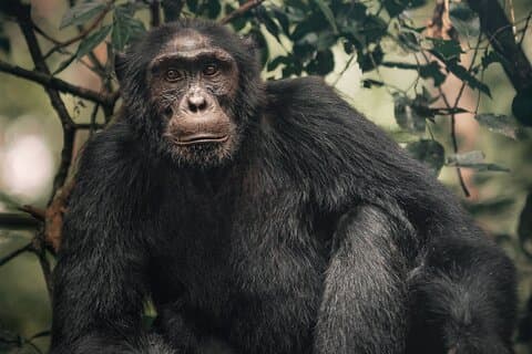 3 dagar Uganda Gorrilla Trekking-BWINDI OGENOMMÄNGLIG SKOG