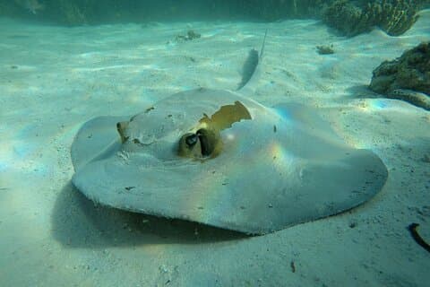 Aventura de mergulho com snorkel nas Ilhas Daymaniat
