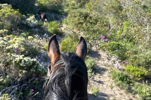 Paardensafari en cultuurbeleving voor alle niveaus van ruiters