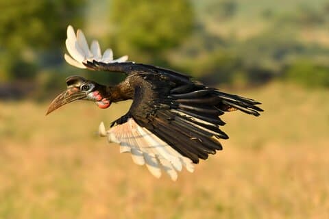 Birdwatching e tour naturalistici