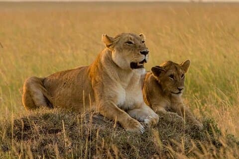 10 Days Kenya Wildlife Safari and Mombasa Diani Beach Tour