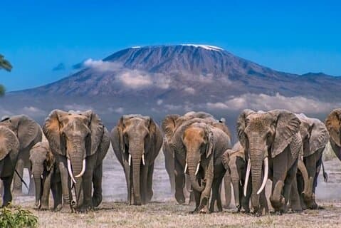Amboseli National Park Day Tour